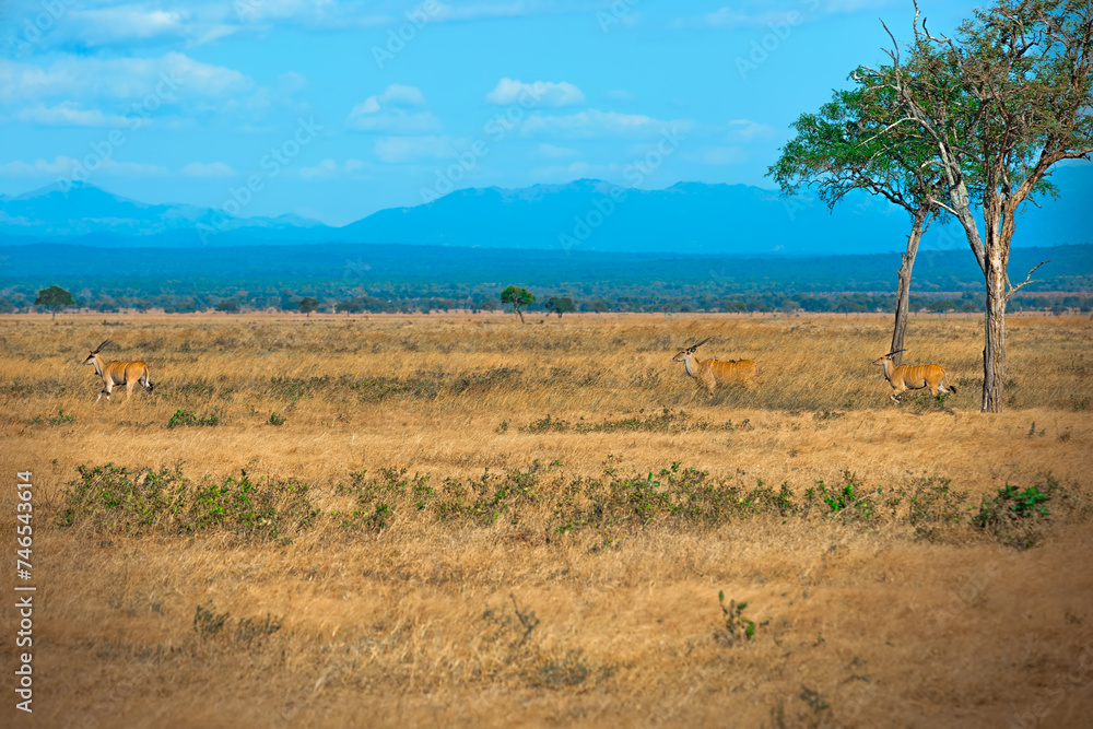 African Elands in Mikumi national park African Elands in Mikumi national park