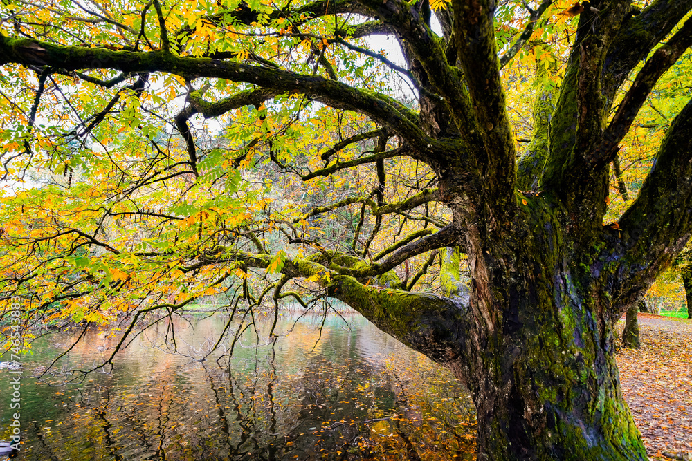 Landscape at the forest lake near Haslach in the Kinzigtal. Nature in autumn by the lake.
Landscape at the forest lake near Haslach in the Kinzigtal. Nature in autumn by the lake.