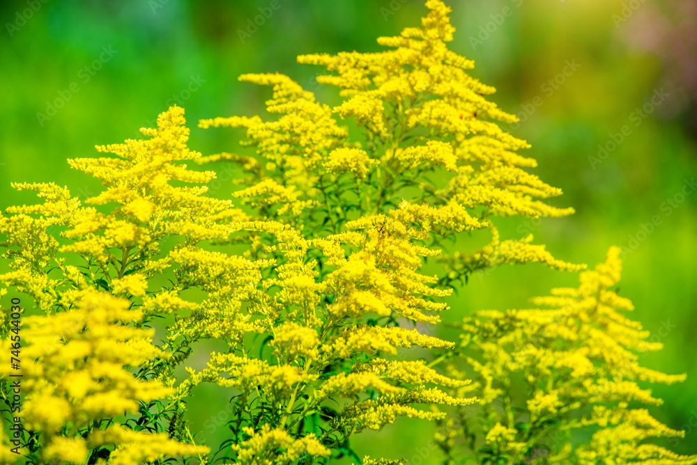 Goldenrod yellow flowers on a green natural background
Goldenrod yellow flowers on a green natural background