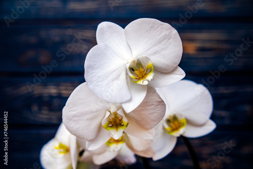 A branch of white orchids on a brown wooden background 