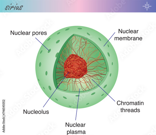 Structure of the nucleus-Nucleus is an organelle in eukaryotic cells.
