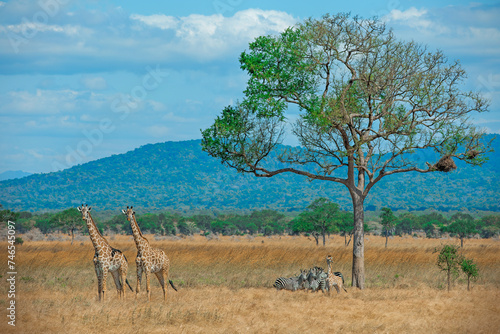 Wild Giraffes and zebras together