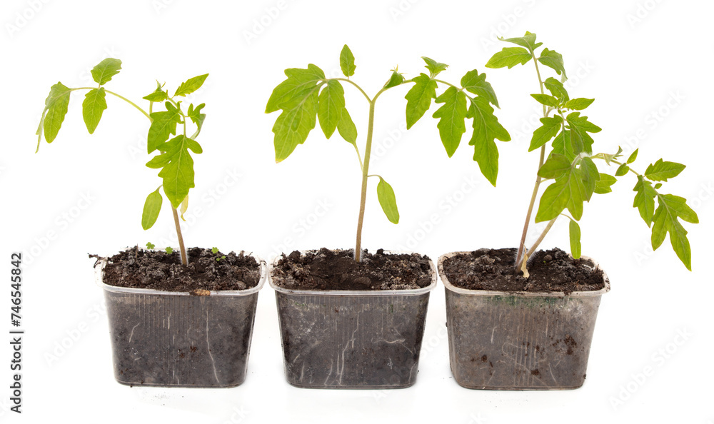 Tomato seedling isolated white background Tomato seedling isolated white background