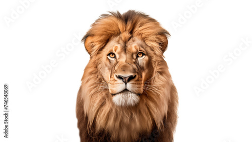 Lion animal cut out. Lion on transparent background