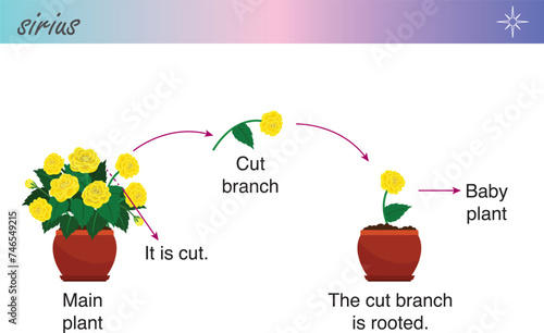 Vegetative reproduction. Plant propagation. Biology