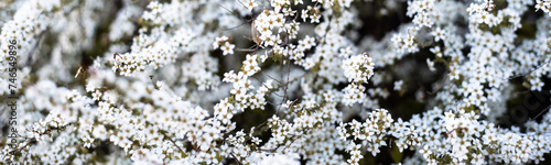 Panorama arching branches stems carry Thunberg Spirea or Spiraea Thunbergii bush blossom, flurry of small white flowers appears early Spring, Dallas, Texas, dwarf compact shrub vigorous flower © trongnguyen