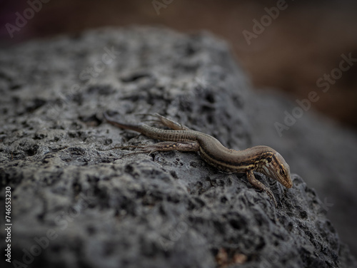 The lizard on the stone