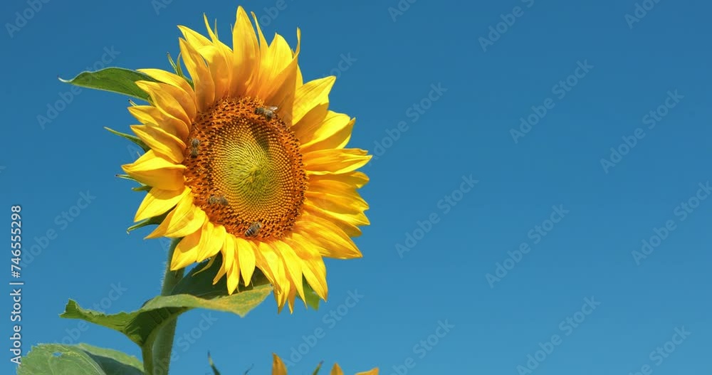 Yellow sunflower grows on a field. Bees on beautiful sunflower in the field. Bees picks blossom dust from sunflower, products nectar and honey Yellow sunflower grows on a field. Bees on beautiful sunflower in the field. Bees picks blossom dust from sunflower, products nectar and honey