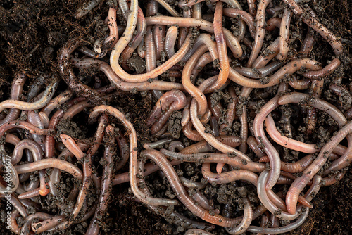 Garden compost and worms - earthworms in black soil, top view. Recycling plant and kitchen food waste into a rich fertilizer.