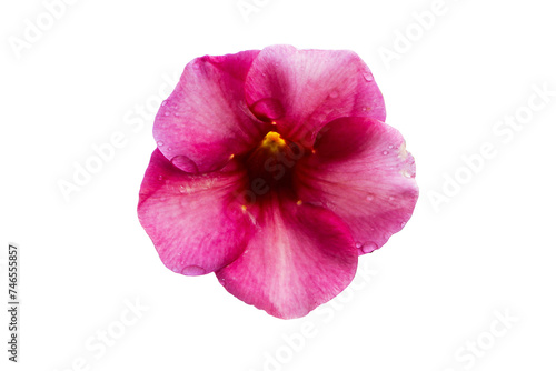 Pair of purple Allamanda (Allamanda blanchetii) flower is blooming isolated on cut out PNG or transparent background. Petals are purple-red or purplish-pink. Base of petals is dark purple tube.