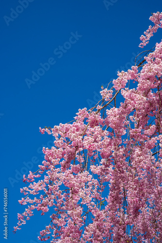 ピンクの綺麗な桜と青空
