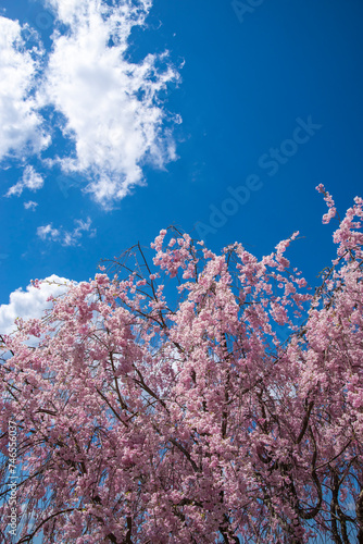 桜と青空