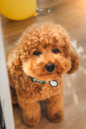 A small ginger poodle sitting on the floor near the big window on sunny day. Top view © Olha
