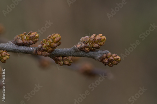 interestingly colored buds on the branch photo