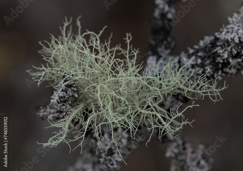 fascinating mold growing on a tree branch