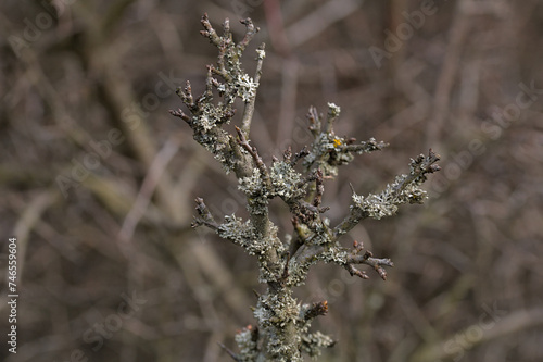 old dead branch overgrown with lichen