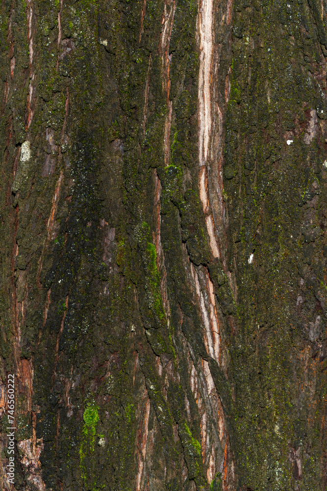 Obraz premium Metasequoia glyptostroboides brown tree bark, macro close up texture background, commonly known as dawn redwood, stock photo image