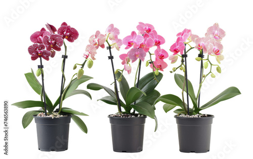 Orchid Plants as Symbols of Elegance On Transparent Background.