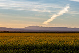Evening light over a field of canola crops growing in California