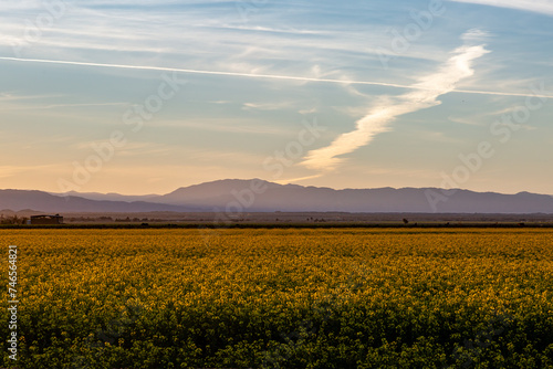 Evening light over a field of canola crops growing in California