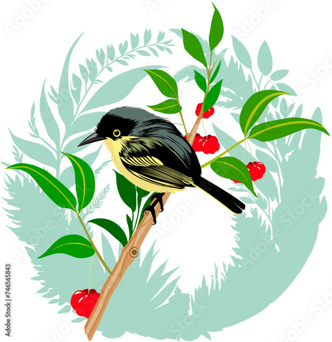 vector illustration of small brazilian ferreirinho relógio bird on pitangueira branch surrounded by circular border formed by plants