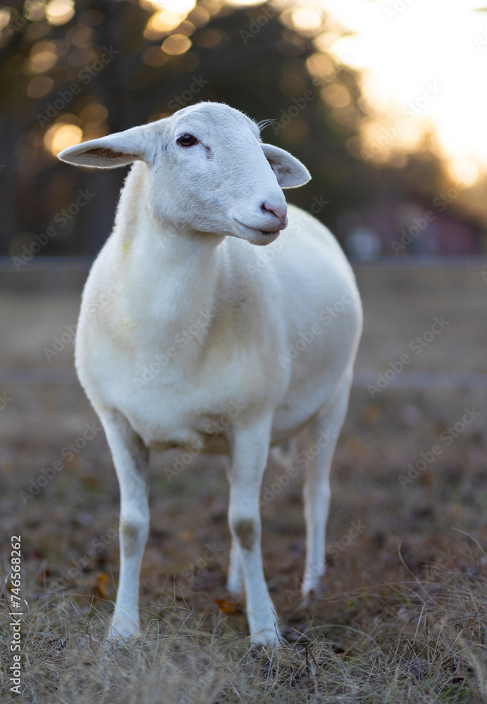 Fototapeta premium Sunset behind a grown sheep ewe