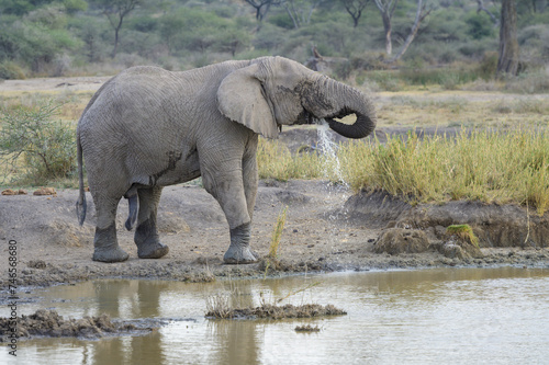 African Elephant (Loxodonta africana) bull drinking water, Lake Masek, Ngorongoro conservation area, Tanzania.