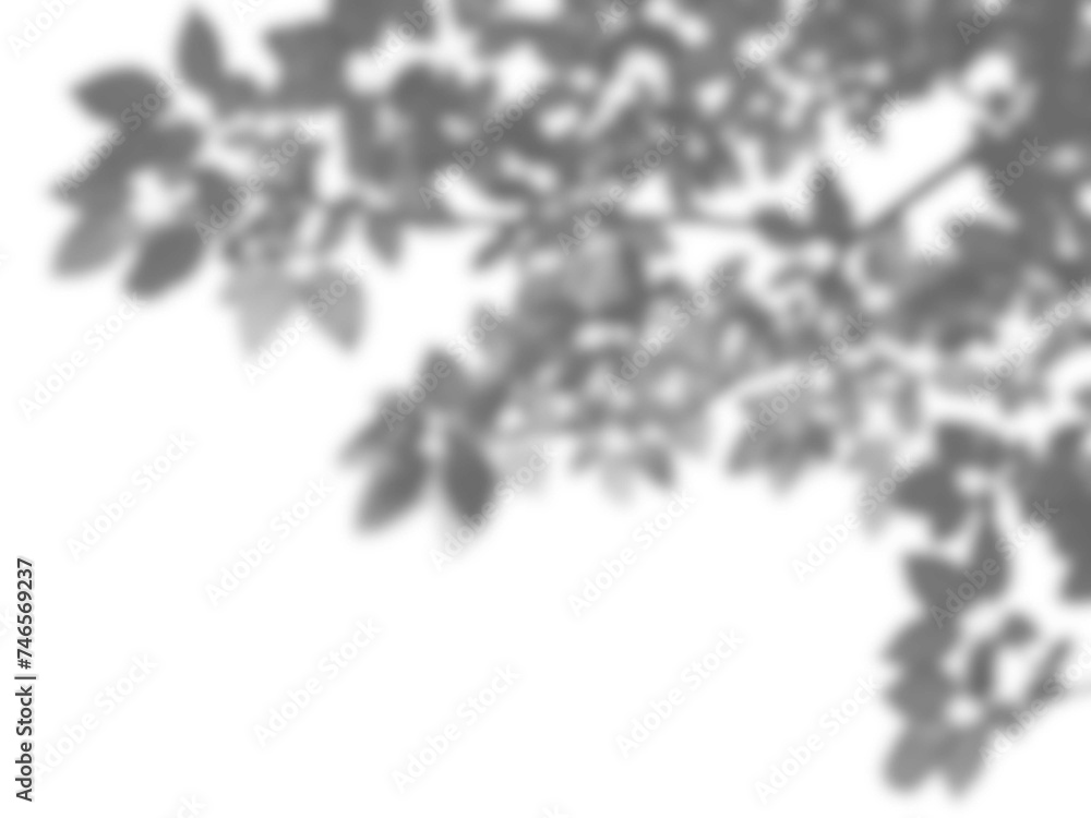 Transparent Leaf shadow effects Transparent Leaf shadow effects