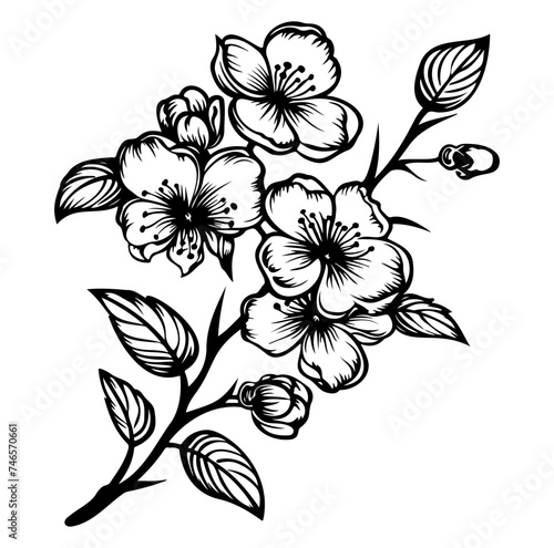 blossoming sakura branch vector illustration