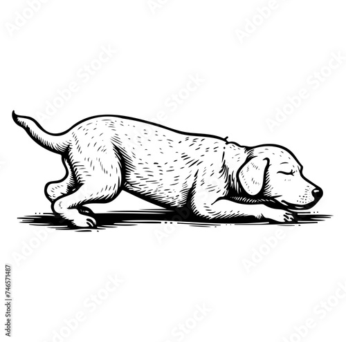 downward facing dog vector, dog performing the yoga