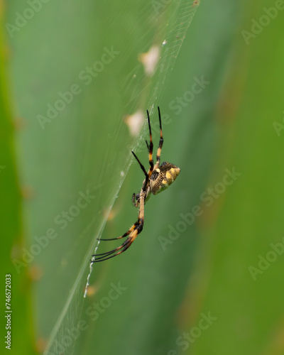Macro shot of a yellow spider perched on a spider web