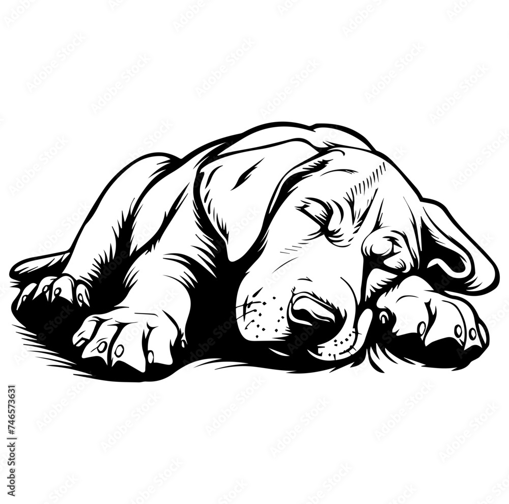 sleeping Labrador Retriever illustration sleeping Labrador Retriever illustration