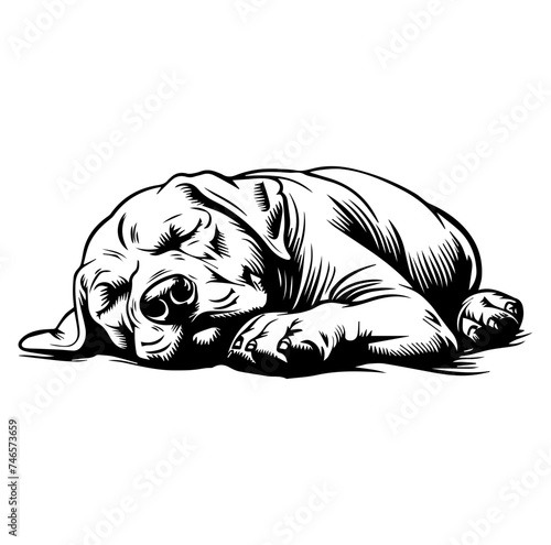 sleeping Labrador Retriever illustration