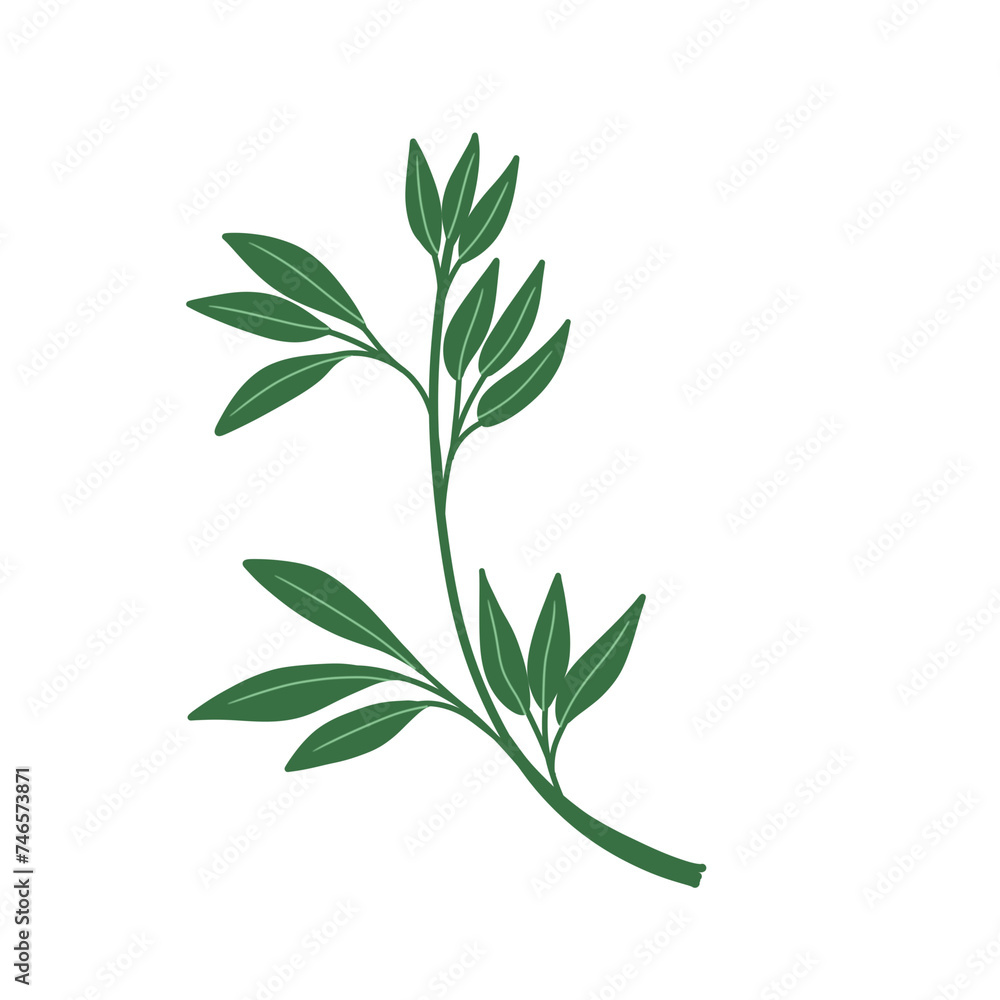 Leaves and plants illustration