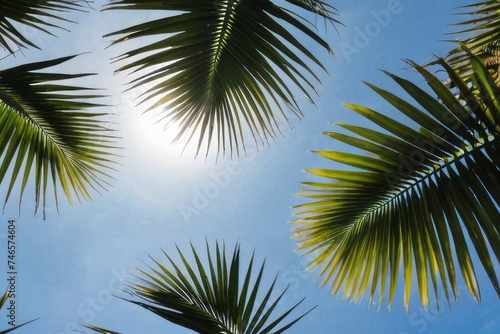 Coconut palm tree on blue sky background and sun shining