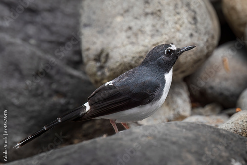 The Sundanese forktail bird is a type of water bird that usually lives in high mountain areas with cool climates. The photo depicts the Sundanese forktail bird looking for food in a rocky river. photo
