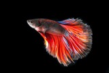 red ornamental fish