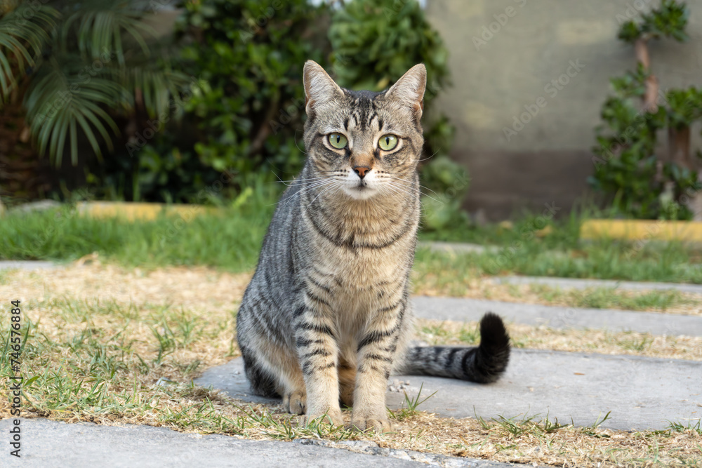 Cute roman cat in the garden staring directly to the camera lense