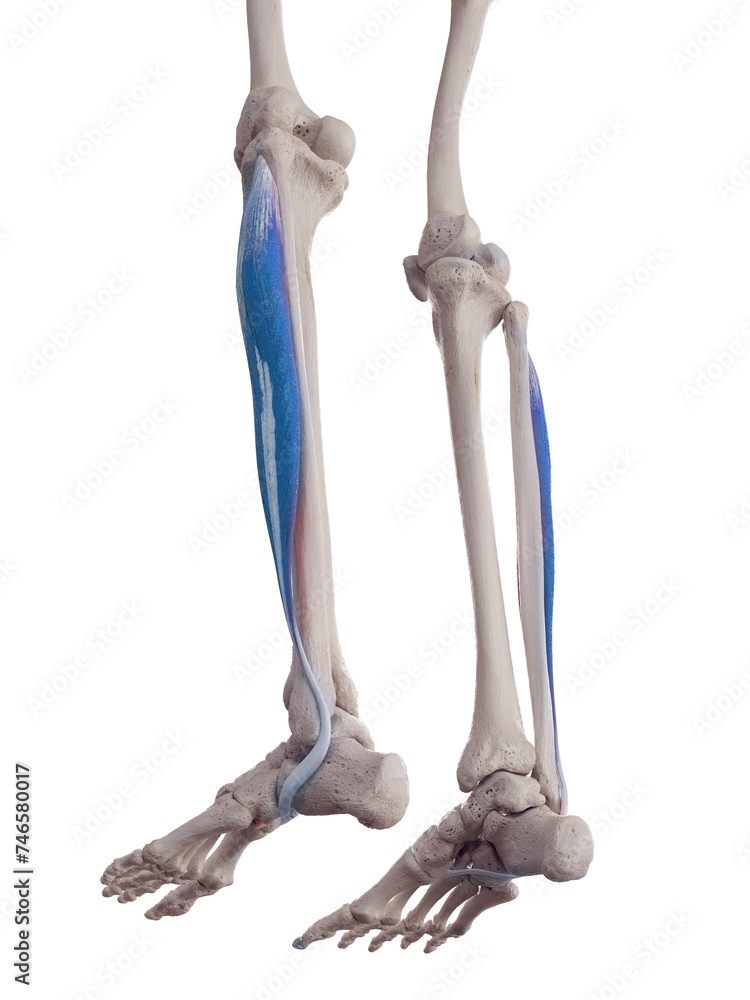Fibularis longus of the lateral line Fibularis longus of the lateral line