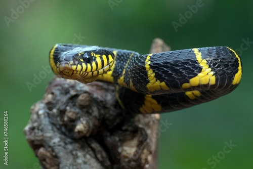 Boiga Snake Dendrophila Yellow Ringed Head Boiga Dendrophila Animal Closeup Animal Attack