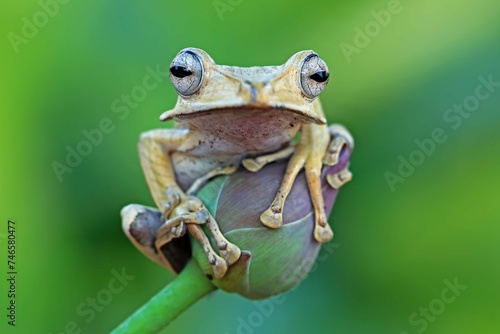 Polypedates Otilophus Closeup Red Bud Polypedates Otilophus Front View Animal Closeup 2