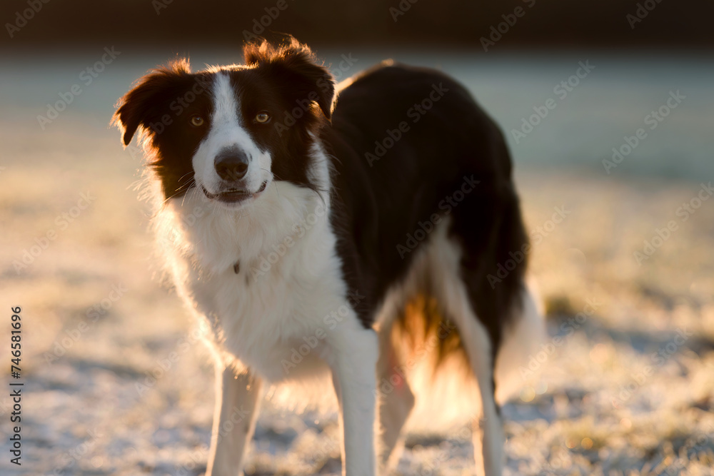 Happy Collie Dog on Frosty Field