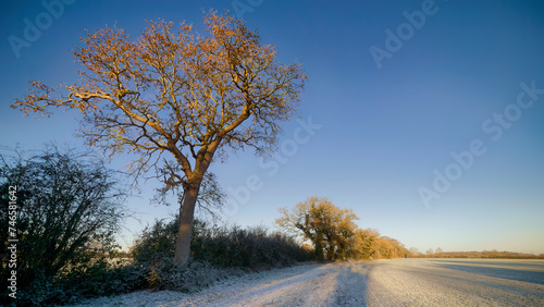 Row of Trees on Frosty Winter Morning