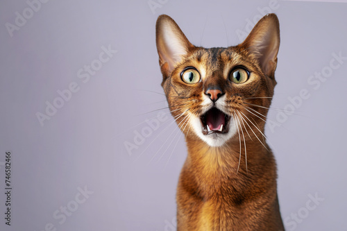 Funny portrait of a shocked cat with an open mouth on a color background.