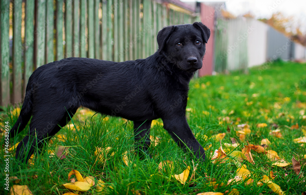A black labrador is standing sideways on the green grass against the background of a blurred fence. The puppy is four months old. Autumn. Street. The photo is blurred.