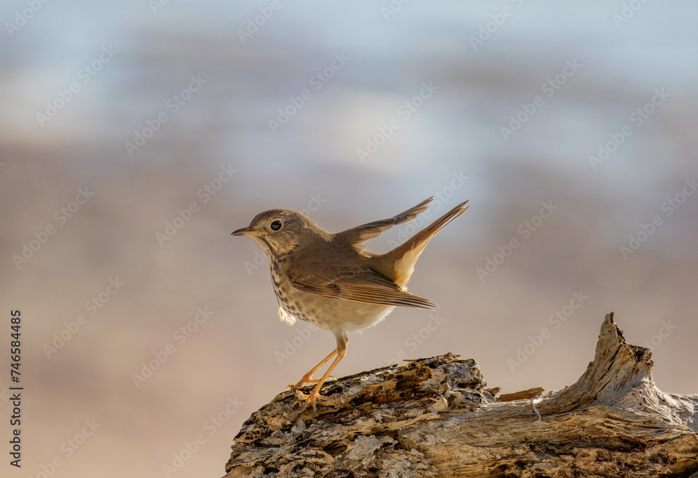 Hermit Thrush perched on log on the beach Hermit Thrush perched on log on the beach