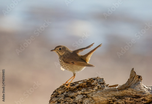 Hermit Thrush perched on log on the beach photo
