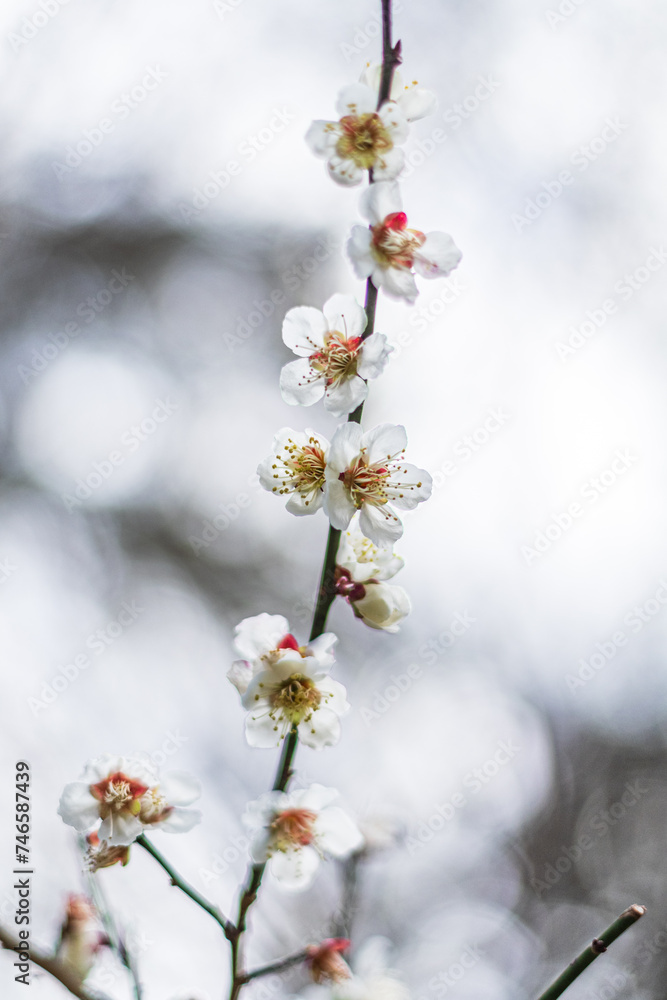 白い梅の花 白い梅の花
