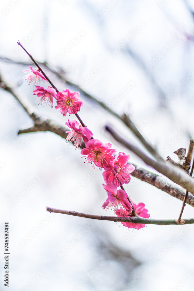 春の訪れを告げる梅の花
