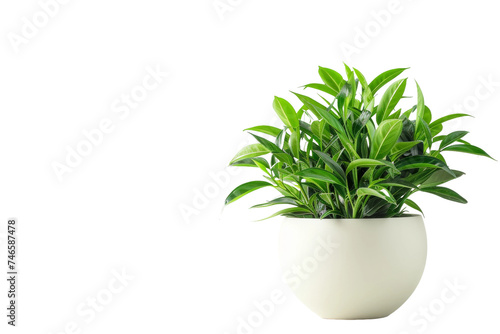 Indoor Plant isolated on transparent background